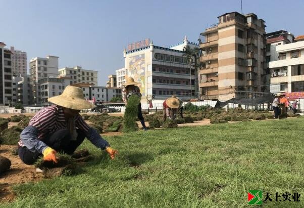 正在鋪設(shè)運動場草坪的工人